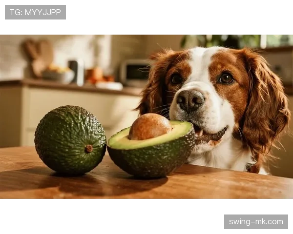 亚历克斯·摩根家的狗都吃蛋白餐？